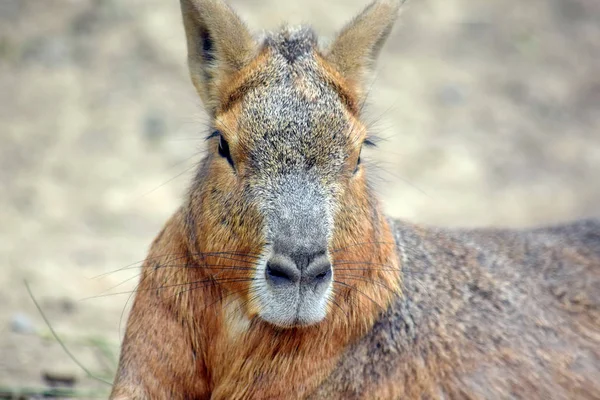 Hlava Closeup Portrét Exotický Zajíc Dolichotis Patagonum — Stock fotografie