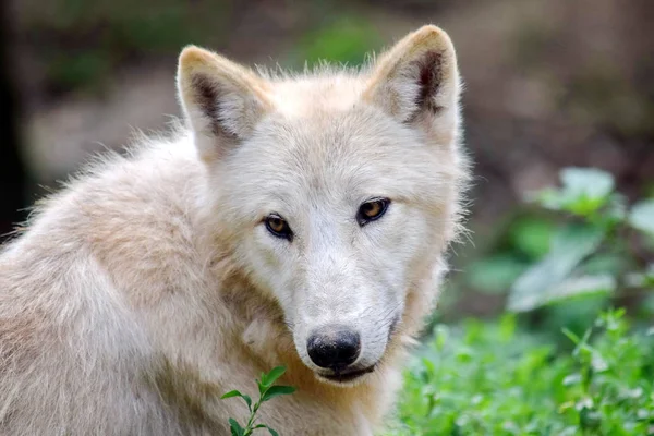 Cute Look of White Arctic Wolf Closeup Portrait