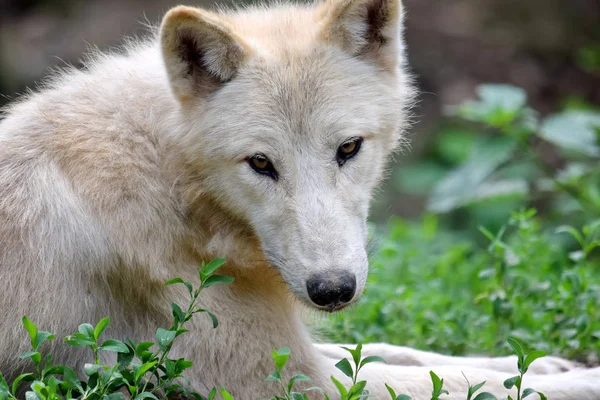 Lindo Retrato Blanco Ártico Lobo Primer Plano — Foto de Stock