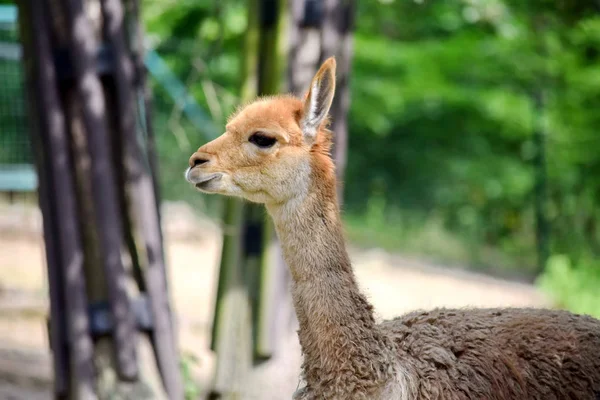 Lama Vicugna Vicugna Seitenansicht Kopfporträt — Stockfoto