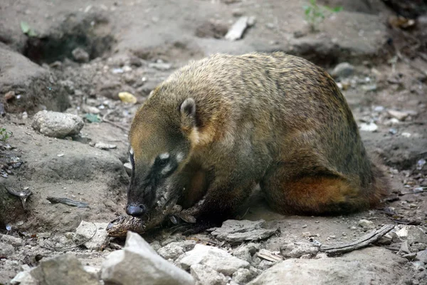 Coati Mondi Nasua Nasua Τρώει Πορτρέτο Των Ψαριών — Φωτογραφία Αρχείου