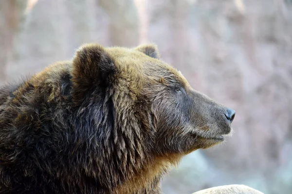 Kafası Kahverengi Ayı Tarafı Görünümü