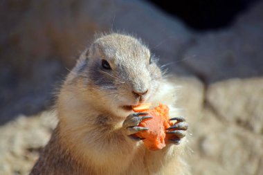 Cute Rodent Black Tailed prairie dog Eating Carrot Close Up clipart