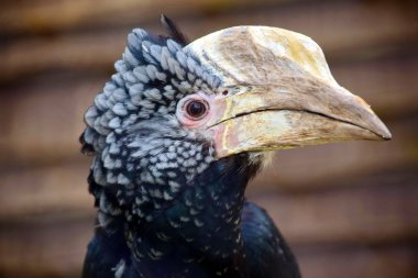 Roan Antilobu Hippotragus Equinus Çimenlerde Yatıyor