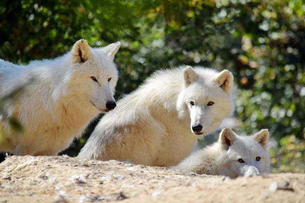 Skupina Bílých Arktických Vlků Canis Lupus Arctos Skále — Stock fotografie