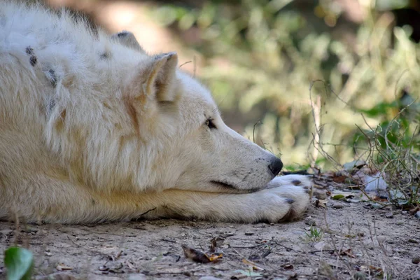 Lobo Ártico Blanco Canis Lupus Arctos Descanso Bosque — Foto de Stock