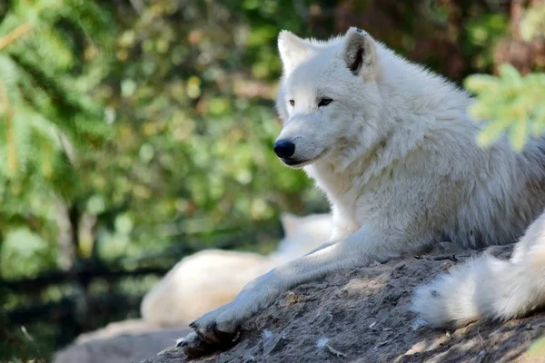 Loup Arctique Blanc Canis Lupus Arctos Allongé Sur Rocher — Photo