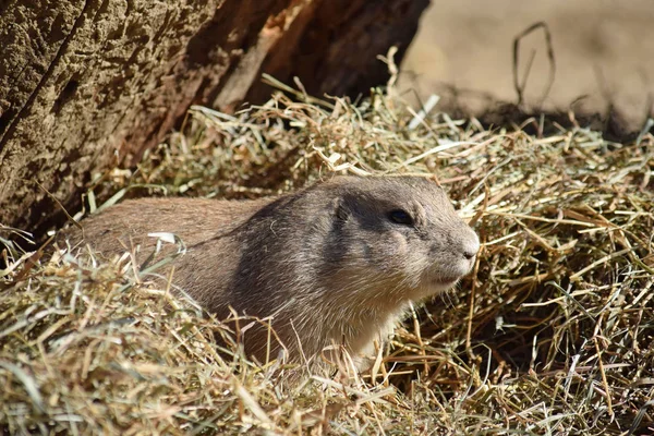 Τρωκτικά Cynomys Ludovicianus Ξηρό Γρασίδι Πορτρέτο — Φωτογραφία Αρχείου