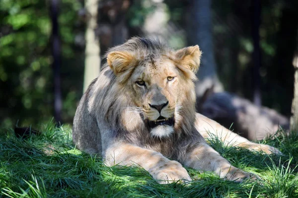 Katanga Lion Ležící Travnatém Portrétu — Stock fotografie