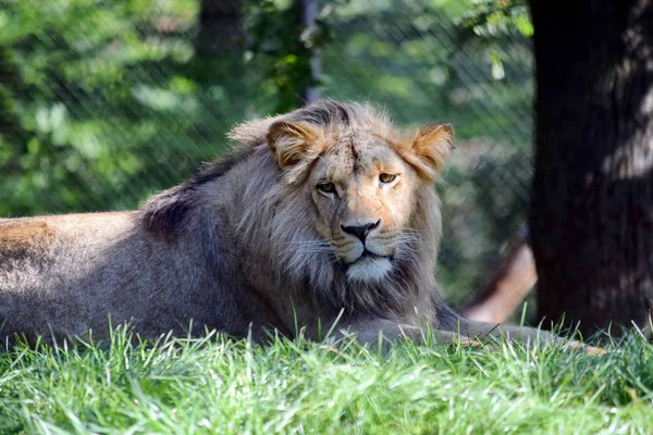 Katanga Lion Hazudik Füves Természet Portré — Stock Fotó