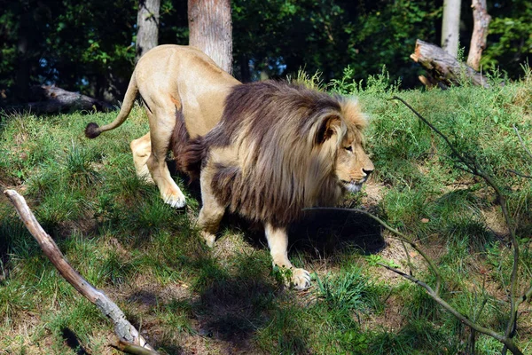 Retrato Katanga Leão Caminhando Natureza — Fotografia de Stock