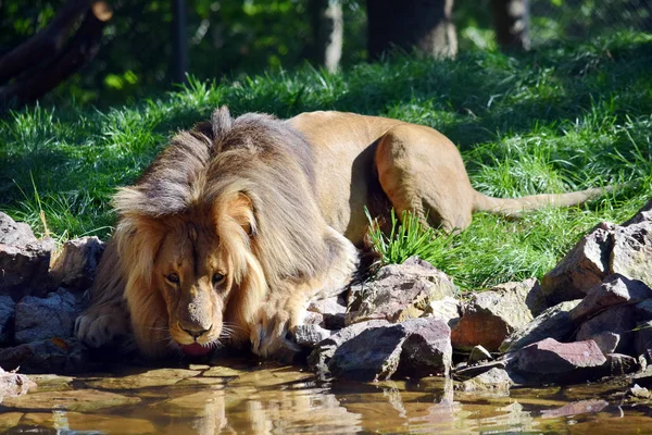 Sällsynta Vackra Katanga Lion Dricksvatten Från Pond — Stockfoto