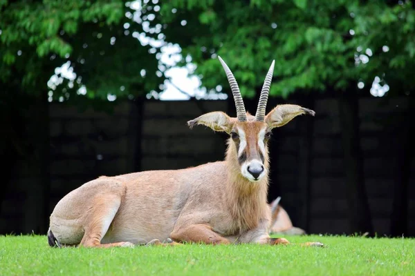 Roan Antelope Hippotragus Equinus Liggend Gras — Stockfoto