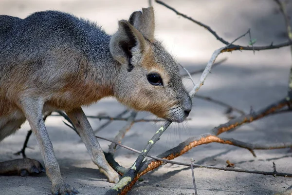 Exotický Zajíc Dolichotis Patagonum Jíst Větev Zavřít — Stock fotografie