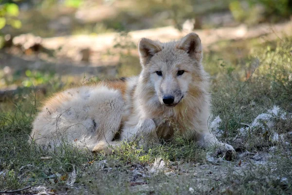 Lobo Ártico Blanco Joven Canis Lupus Arctos Yaciendo Bosque — Foto de Stock