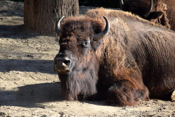 Зубры, летящие вниз и восстанавливающиеся
