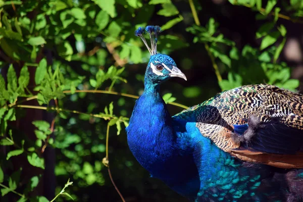 Peacock Pavo Cristatus Nature Colorful Portrait — Stock Photo, Image