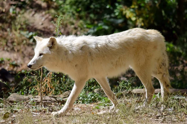 White Arctic Wolf Canis Lupus Arctos Forest Stock Picture