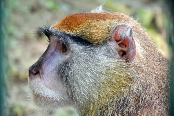 Patas Monkey Head Közelkép Portré Oldalnézet — Stock Fotó