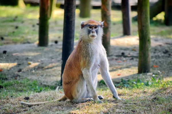 Patas Monkey Erdőben Portré — Stock Fotó