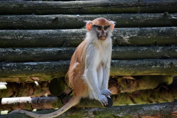 Patas Monkey Napló Portré — Stock Fotó