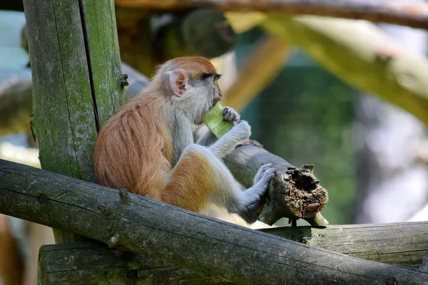 Patas Monkey Erythrocebus Patas Eating — стокове фото