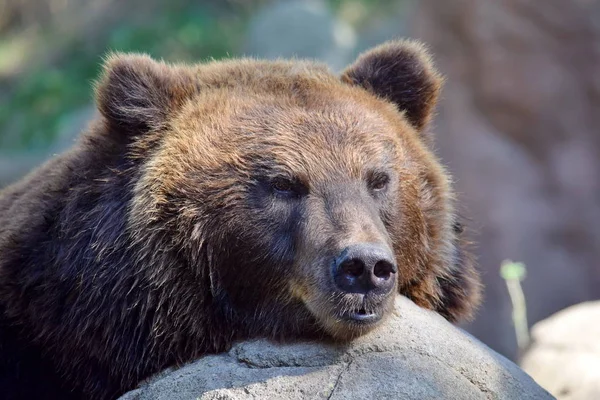 Kafası Yakın Çekim Dişi Kahverengi Ayı Portresi