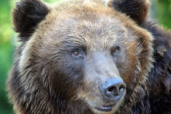 Baş Yakın Çekim Kadın Portresi Kahverengi Ayı Ursus Arctos Beringianus