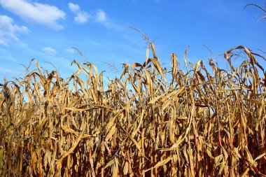 Sonbahar Portresindeki Kuru Mısır Tarlası