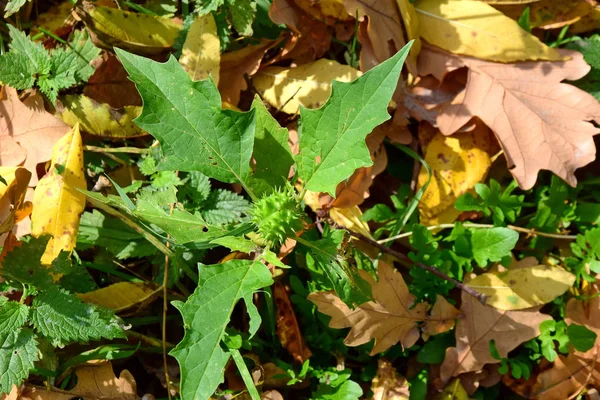 Feuilles Automne Colorées Arrière Plan Forêt — Photo