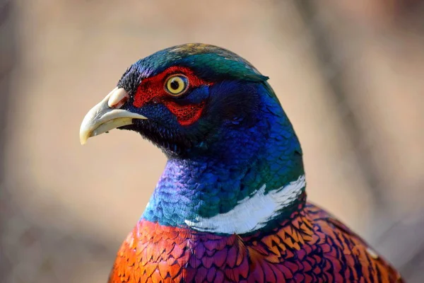 Bažant Phasianus Colchicus Ptačí Hlava Zblízka — Stock fotografie