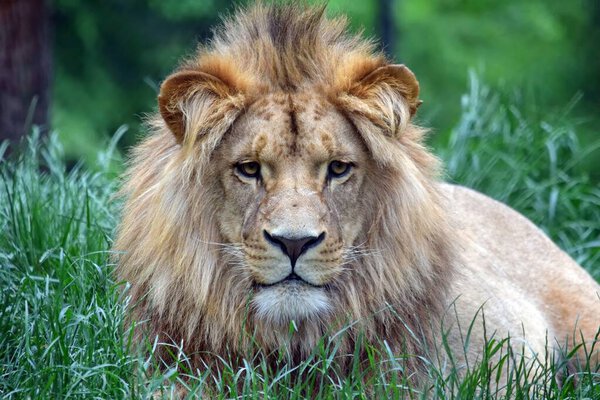 Beautiful Portrait of Young Katanga Lion Head Close Up