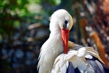 Beyaz Leylek Ciconia Ciconia Yakın Çekim Portresi