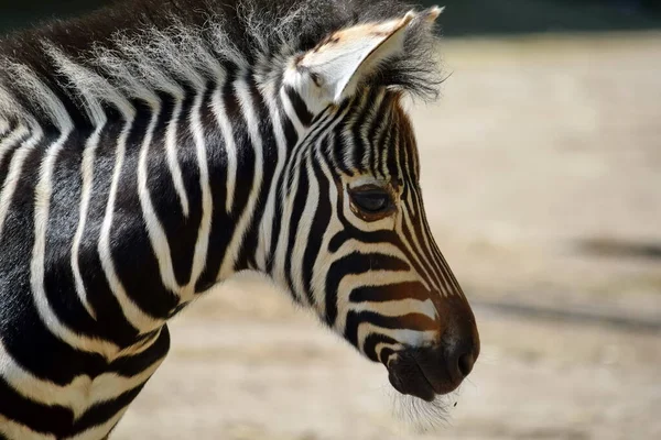 Wspaniałe Młode Dziecko Zebra Head Close — Zdjęcie stockowe