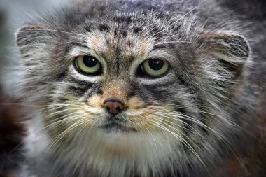 Vahşi Kedi Otokolobus Kılavuzunun Kapanışı