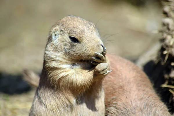 Cute Rodent Black Tailed Prairie Dog Eating Close Up