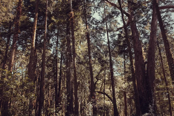 Güzel kahverengi ormanlık, Sintra, Portekiz