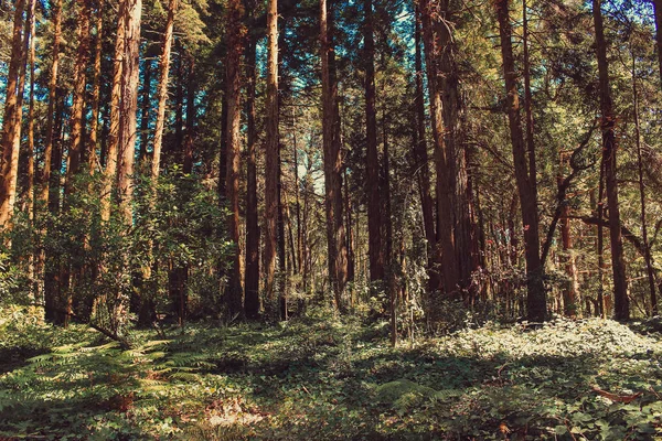 Bella Foresta Colore Marrone Sintra Portogallo — Foto Stock