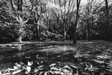 Yansıma su, Gulbenkian park, doğa şehir, Lizbon