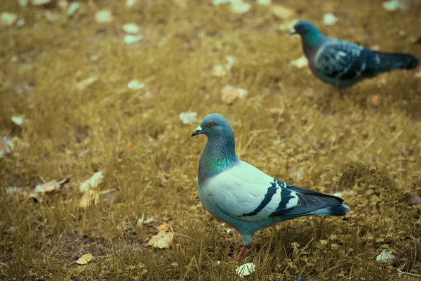 Pigeon Dans Herbe Automne — Photo