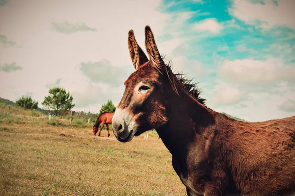 Donkey Portrait, animal closeup portrait in farmlands on summer in Sintra