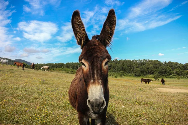 Donkey Portrait Animal Closeup Portrait Farmlands Summer Sintra — Stock Photo, Image