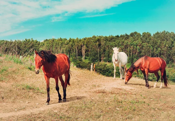 Paard Groep Van Paarden Grazen Landerijen Zomer Sintra — Stockfoto