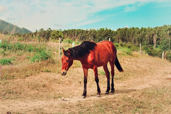 Koń Portret Konia Pola Uprawne Lato Mieście Sintra — Zdjęcie stockowe