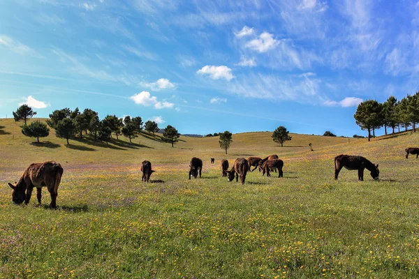 Burro Grupo Burros Pastando Terras Agrícolas Verão Sintra — Fotografia de Stock