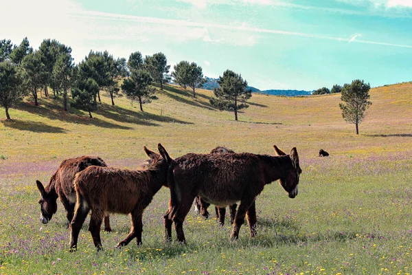 Donkey Group Donkeys Grazing Farmlands Summer Sintra — Stock Photo, Image