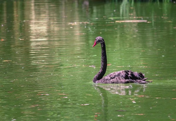 A black swan swimming quietly in the waters of the lake