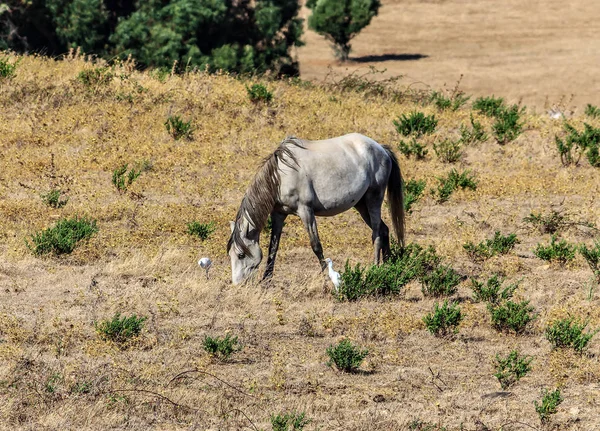 Paard Een Eenzame Paard Grazen Landerijen Zomer Sintra — Stockfoto