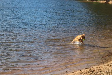 Gölde bir topu yakalıyor köpek