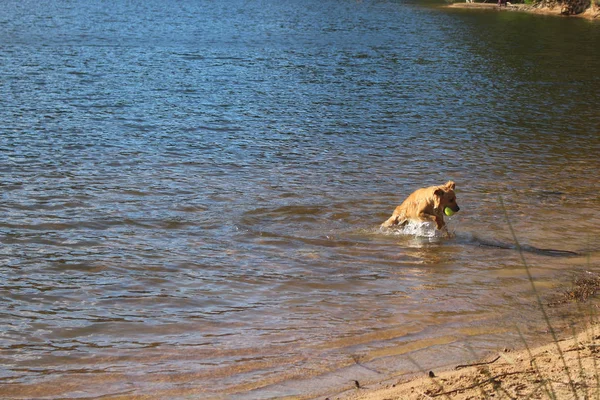 Hund Att Fånga Boll Sjön — Stockfoto